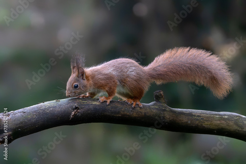 Eurasian red squirrel (Sciurus vulgaris) on a branch. Noord Brabant in the Netherlands.                © Albert Beukhof