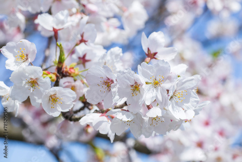 満開を迎えた桜の花 ソメイヨシノ