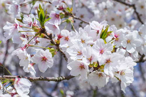 満開を迎えた桜の花 ソメイヨシノ