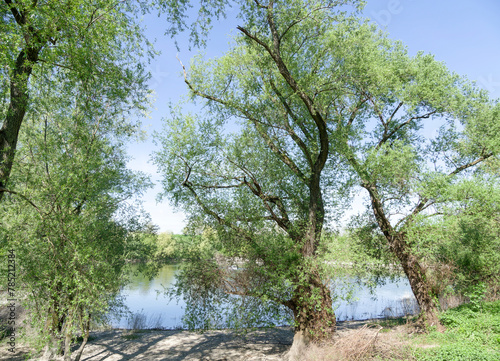 Neuenburg am Rhein im Hochschwarzwald. Das Gewässer Wahrloch ist gesäumt von alten Kastanienbäumen und Trauerweiden, die Schatten spenden und eine schöne Atmosphäre schaffen photo