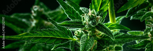 Cannabis plant panorama. Marijuana with green leaves and white flowers, with trichomes, ready for harvest, macro shot, panoramic banner