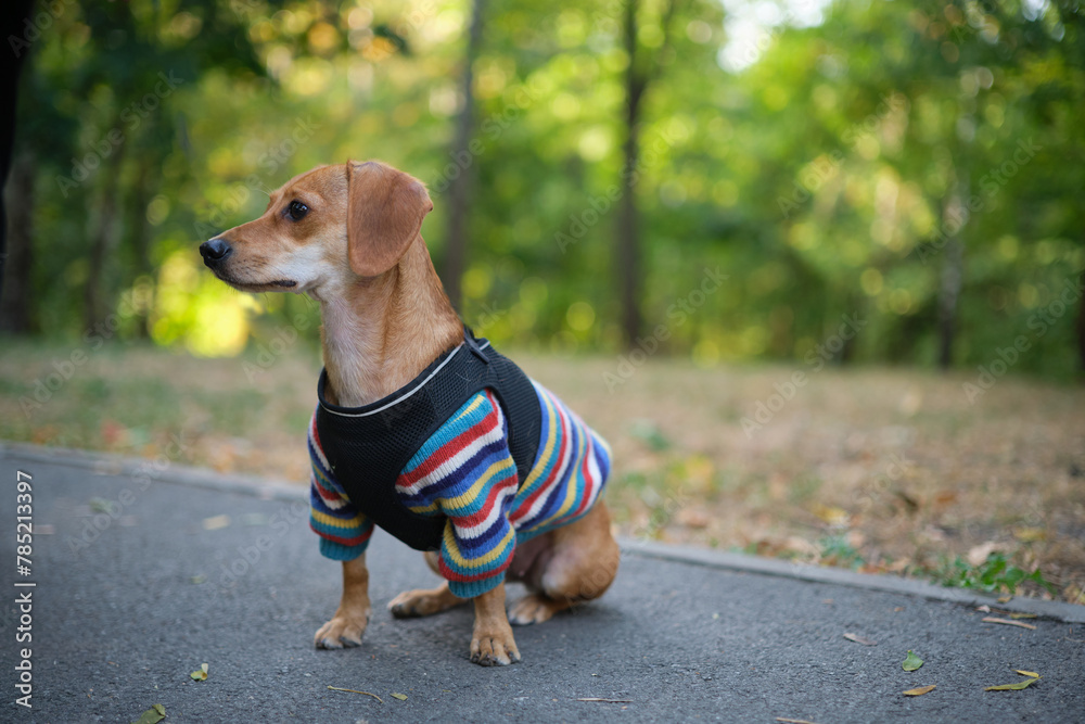 cute dog in a knitted sweater seating in the autumn park looking aside. watching focused, waiting fro the owner. Strong healthy dog for adoption. High quality photo