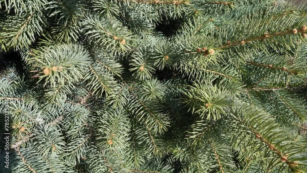 Picea spruce, a genus of coniferous evergreen trees in the pine family Pinaceae. Spruce branches and needles. Spruce branches sway in wind in sunny weather. Picea spruce, a genus of coniferous evergreen trees in the pine family Pinaceae. Spruce branches and needles. Spruce branches sway in wind in sunny weather.