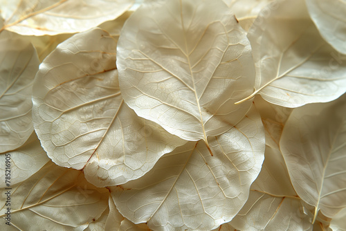 Nature abstract of flower , beige transparent leaves with natural texture as natural background or wallpaper. Macro texture, neutral color aesthetic photo with veins of leaf, botanical design 