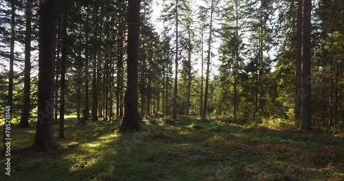morning in the forest