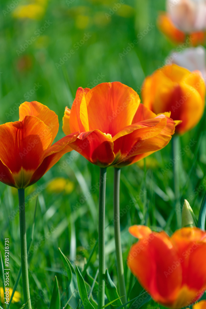 Flowerbed with multi-colored tulips. Floral background.