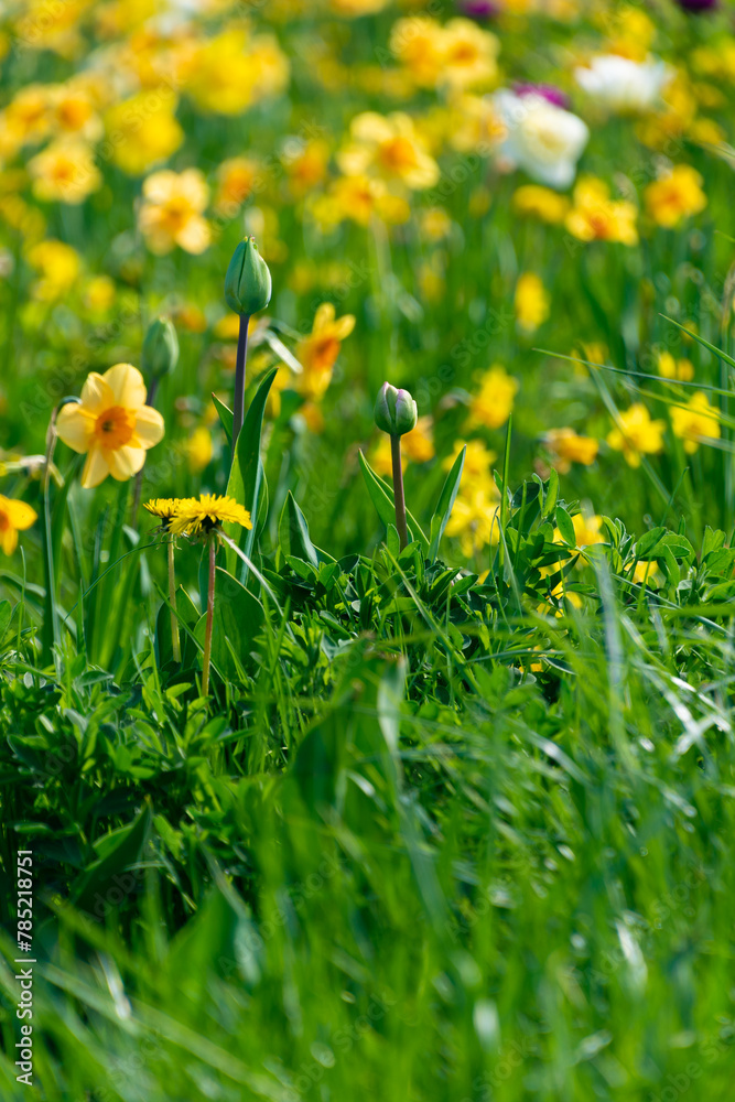 Flowerbed with daffodils. Spring bloom.