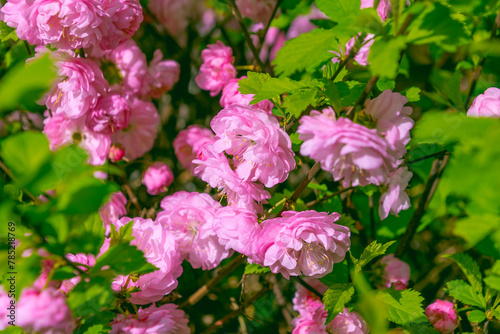 Beautiful pink flowers of Prunus triloba, close-up. © bykot