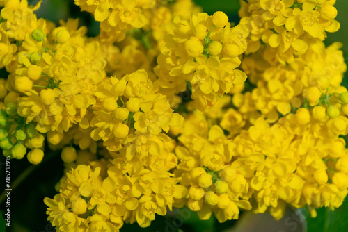 Yellow flowers of Berberis nervosa  close-up.