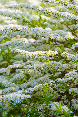 Beautiful white flowers on a bush. Spiraea hypericifolia photo