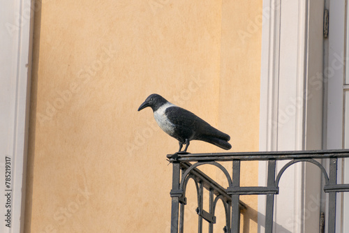 Artificial crow on the balcony to scare away birds. photo