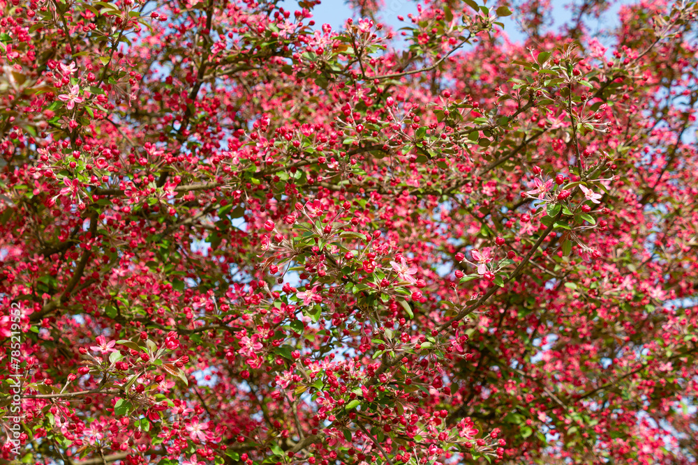 Pink flowers of a blooming apple tree. Beautiful floral background. Pink flowers of a blooming apple tree. Beautiful floral background.