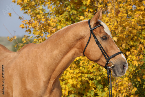 Cuadro en lienzo Amazing big warmblood in autumn