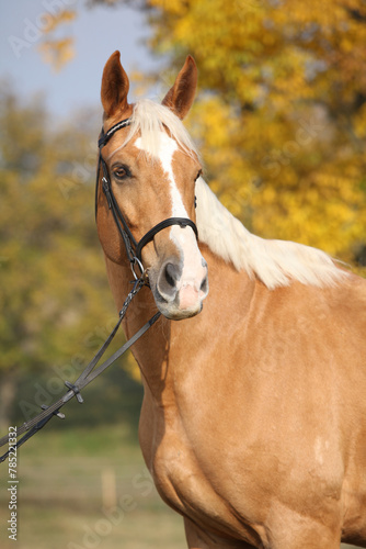 Cuadro en lienzo Amazing big warmblood in autumn