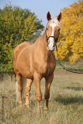 Fotografie Amazing big warmblood in autumn