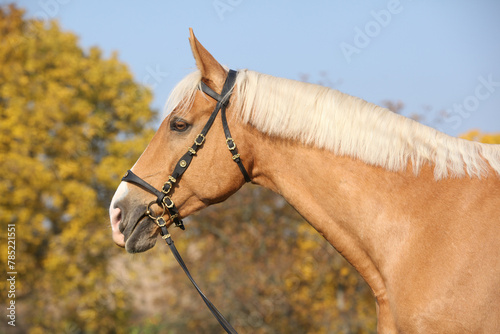 Fotografía Amazing big warmblood in autumn