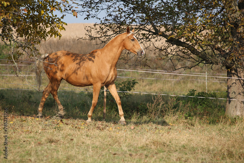 Cuadro en lienzo Nice big warmblood running on pasturage