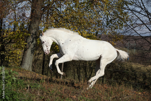 Appaloosa stallion running