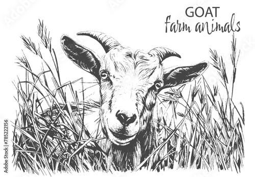 Quaint Sketch of goat  in Tall Grass.  line art, eco-friendly, organic, simple illustration.  Use for logo, branding with animal food.
