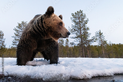 Brown bear on the last crust of snow at spring