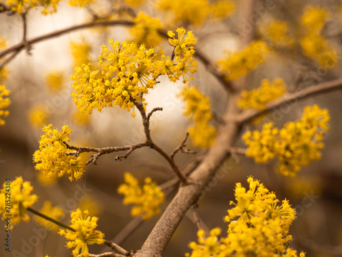Nahaufnahme von gelb gelben Blüten an Zweigen der Kornelkirsche (Cornus mas).
