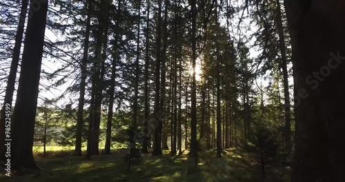 sun rays in the forest