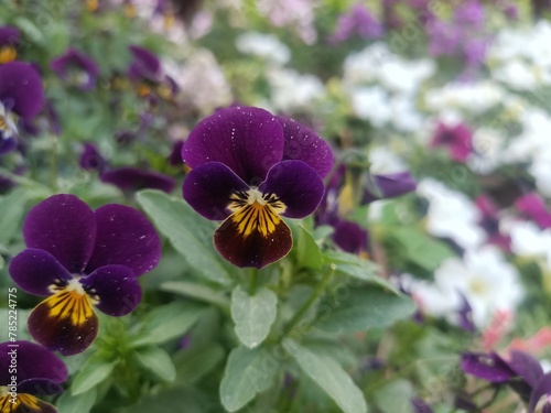 bee on purple flower