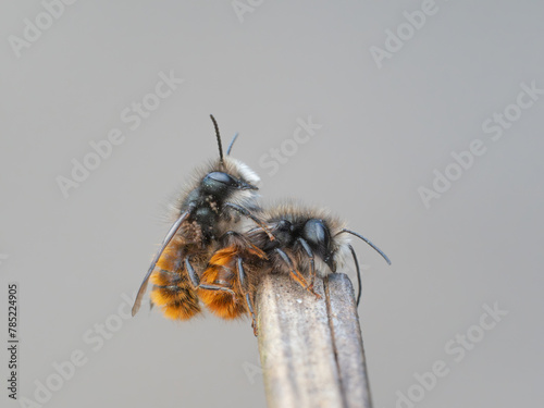Detailreiche seitliche Nahaufnahme von zwei Mauerbienen (Osmia cornuta) vor neutralen Hintergrund.