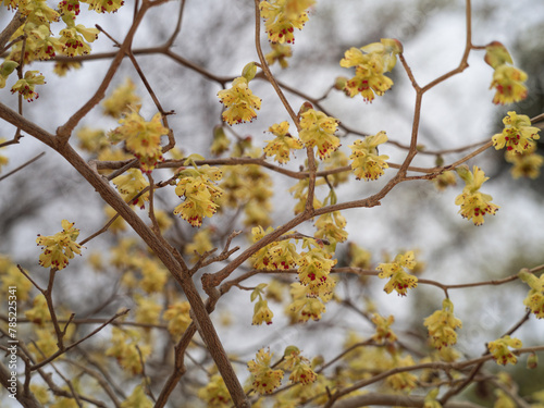 Scheinhasel (Corylopsis gotoana) mit gelbe Blüten an kleinen Zweigen.