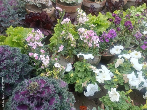 flowers in a garden