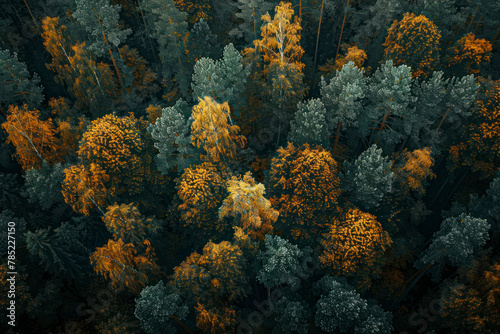 Autumn forest aerial drone view. Top view.
