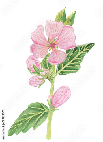 althea in watercolor: flower, leaves, medicinal herb. Raw materials for medical care