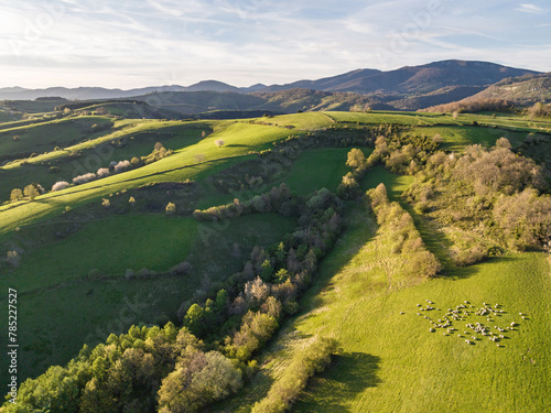 Sheep grazing freely. Aezkoa Valley, Navarrese Pyrenees