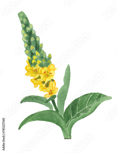 mullein meadow medicinal herb watercolor on a white background