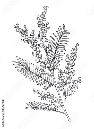 Mimosa branch with flowers in sketch style. Concept for spring design in doodle style
