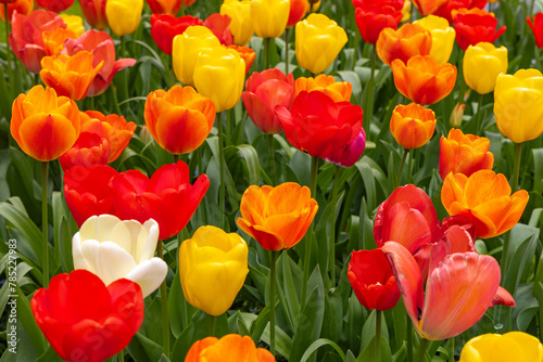 Colorful tulip flowers in full blosom in spring time - closeup