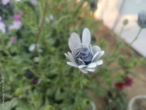 flowers in the garden