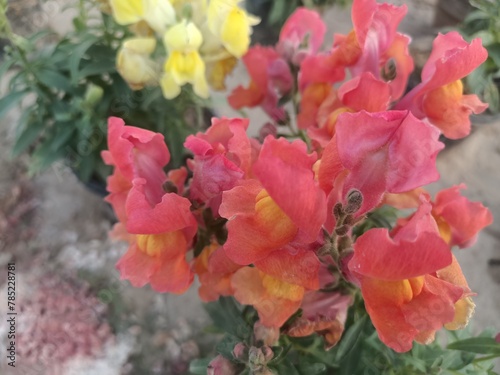 red and yellow flowers
