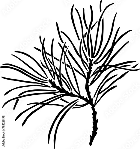 Silhouette of a pine branch with long needles. vector image for plotter cutting or stencil for printing for Christmas