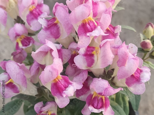 pink and white flowers