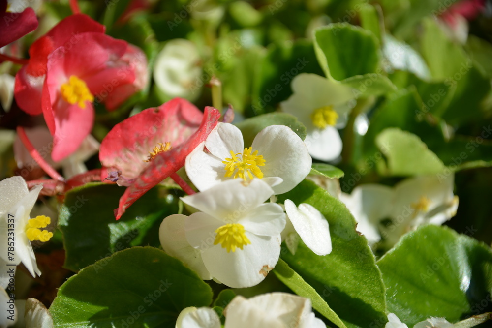 Fototapeta premium Weiße und rote Begonien Nahaufnahme