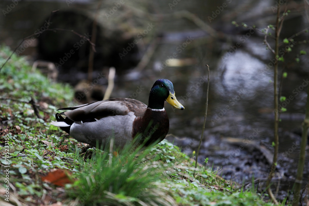 Obraz premium duck on a pond