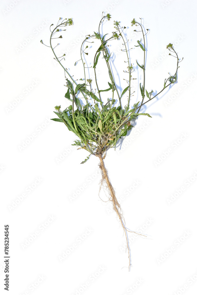 Shepherds purse plant, flowers, stem and root system. Shepherds purse plant, flowers, stem and root system.