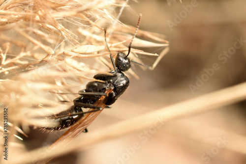 A winged female black ant hides in dry grass.