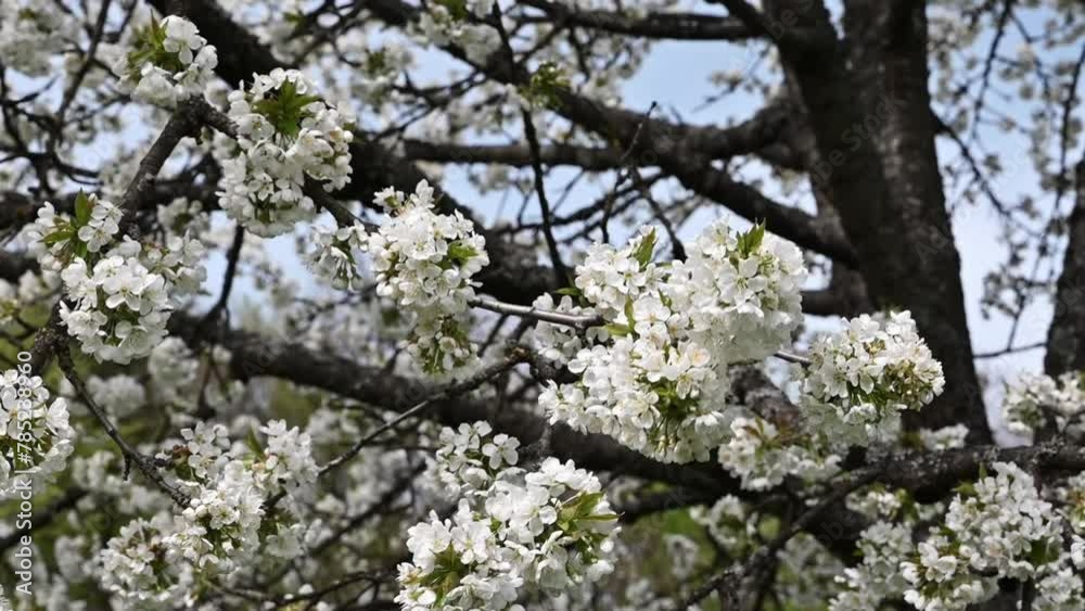 Cherry tree blooming, flowers in the wind, breeze, cherry, bloosom Cherry tree blooming, flowers in the wind, breeze, cherry, bloosom