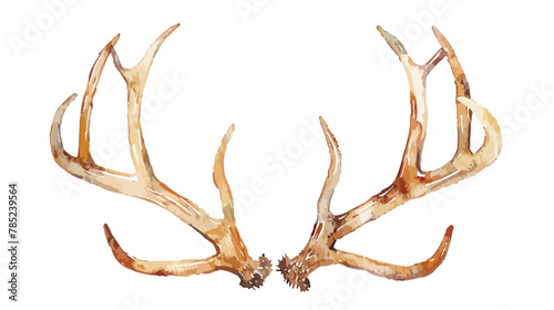 Watercolor deer antler isolated on white background.