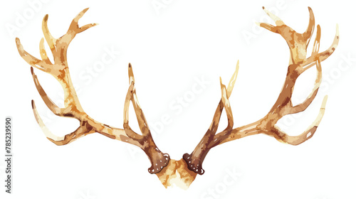 Watercolor deer antler isolated on white background.
