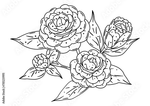 Illustration of camellia branch. Beautiful decorative plant.
