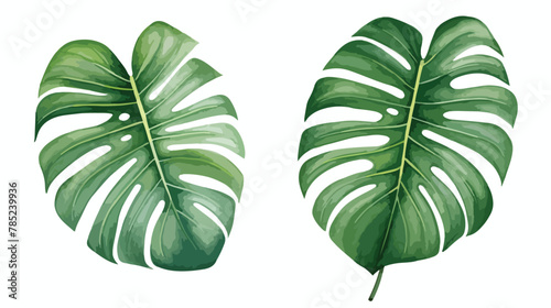 Watercolor tropical monstera leaves hand drawn illustration photo