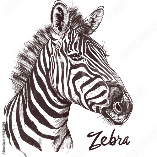 Zebra. Vector illustration of a zebra on a white background.